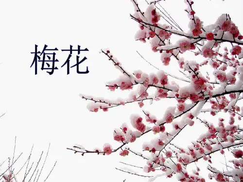 王安石梅花 ppt
