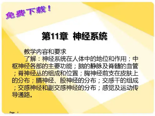 解剖学基础课件第11章神经系统