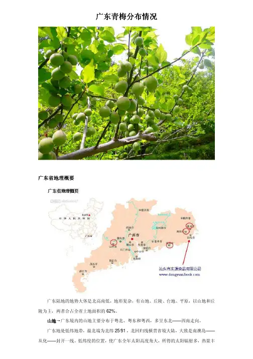 广东青梅分布情况