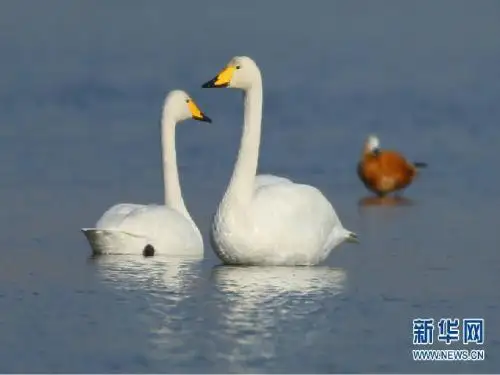 青岛版 四年级上册 三位数乘两位数的笔算