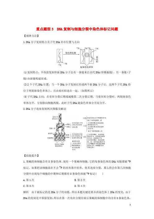 2019版高考生物总复习 第二部分 选择题必考五大专题 专题三 遗传的分子基础 重点题型3 DNA复制与细胞分裂中