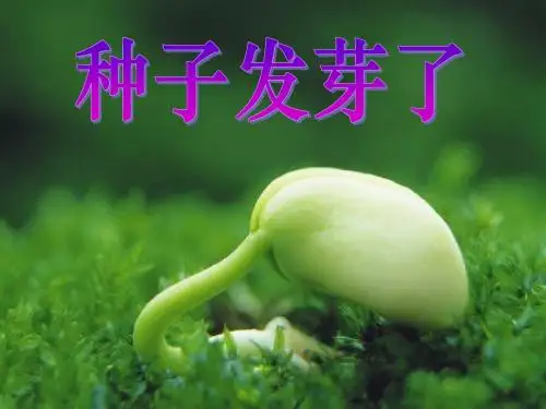 青岛版小学科学五年级下册《种子发芽了》课件