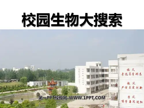 《校园生物大搜索》生物的多样性5-教科版六年级科学上册PPT课件
