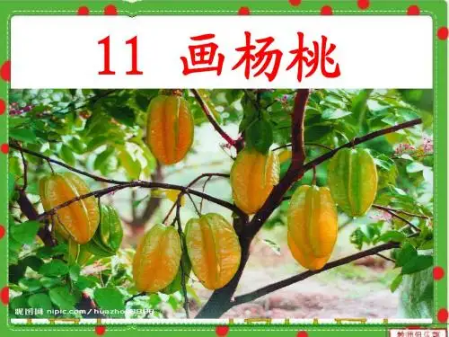 11_画杨桃 修改完毕