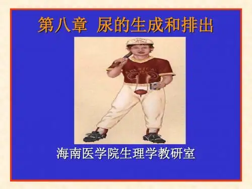 第08章 尿的生成和排出医学资料教程