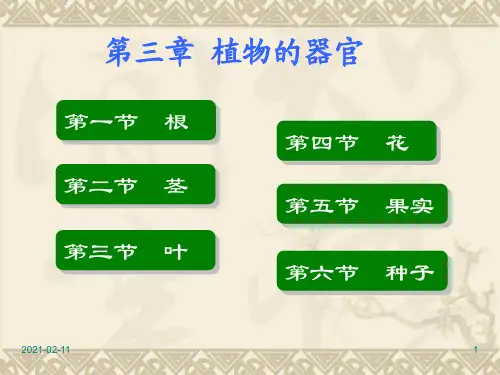 药用植物学与生药学第三章植物的器官(一)根、茎、叶PPT课件