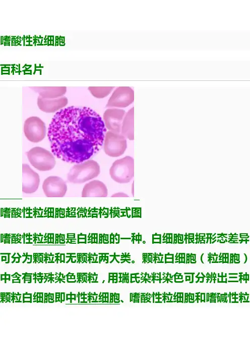 嗜酸性粒细胞 2