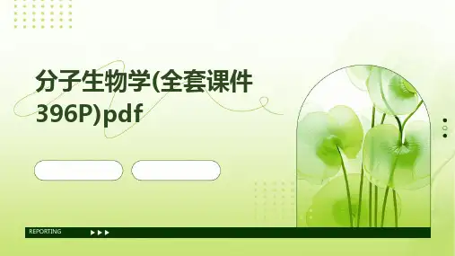 2024分子生物学(全套课件396P)pdf