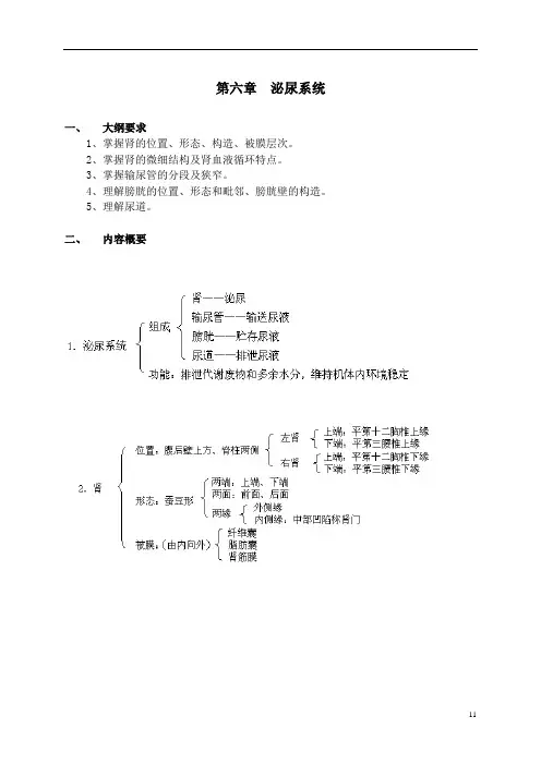 解剖学课件 第六章泌尿系统