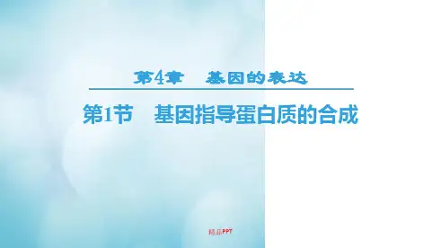 人教版高中生物必修2第4章基因的表达第1节基因指导蛋白质的合成导学案
