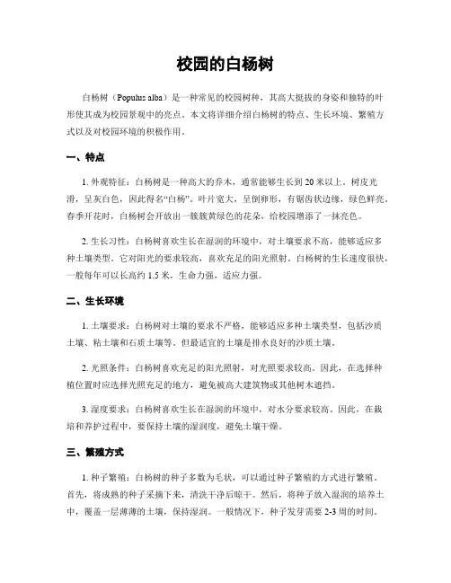 校园的白杨树 3