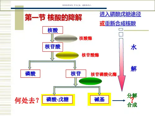 核酸的降解和核苷酸代谢