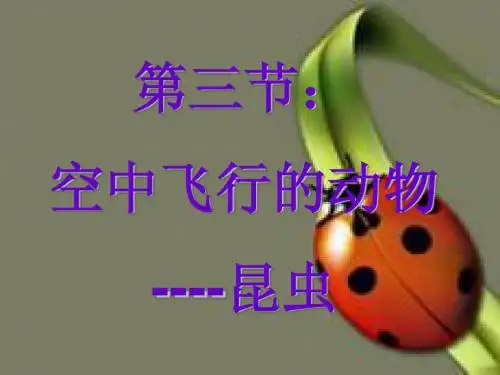 空中飞行的动物4