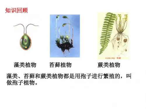 第二节种子植物