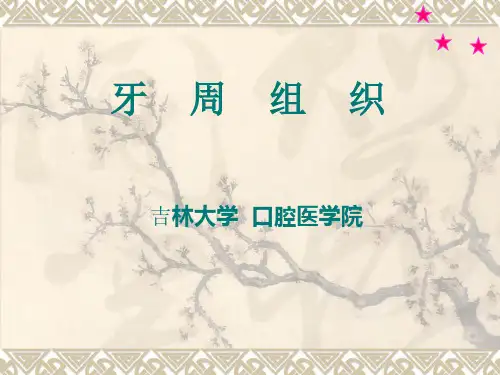 第4章 牙周组织