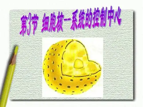 细胞核