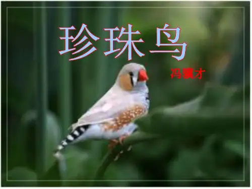 《珍珠鸟》PPT课件人教部编版1