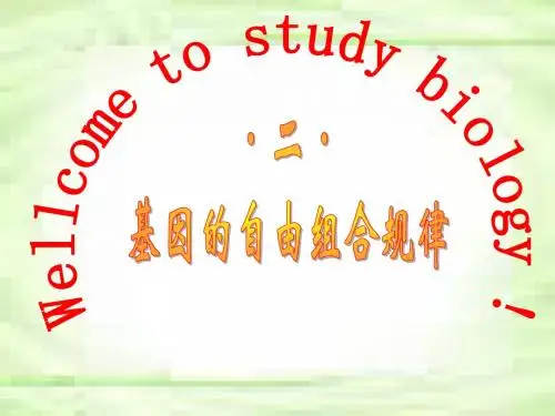 基因的自由组合规律2