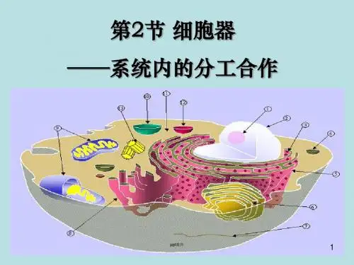细胞器——系统内的分工合作 ppt课件