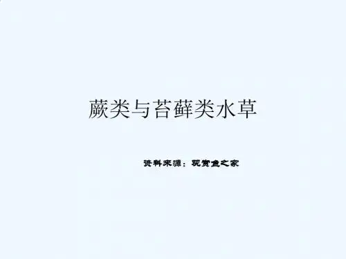 蕨类与苔藓类水草PPT(16张)