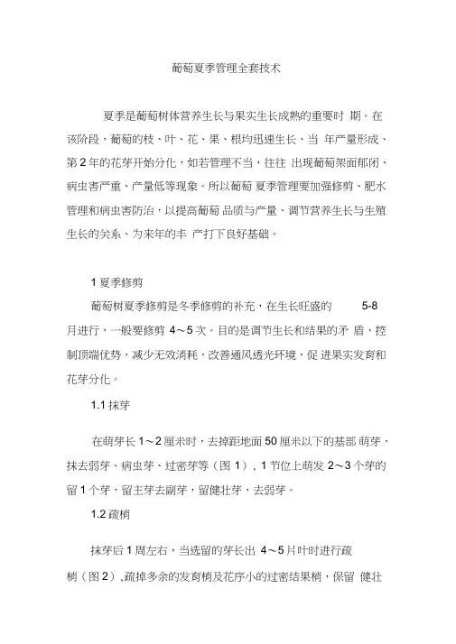 葡萄夏季管理全套技术