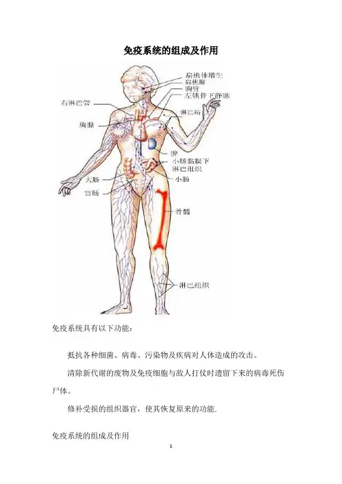 免疫系统的组成及作用