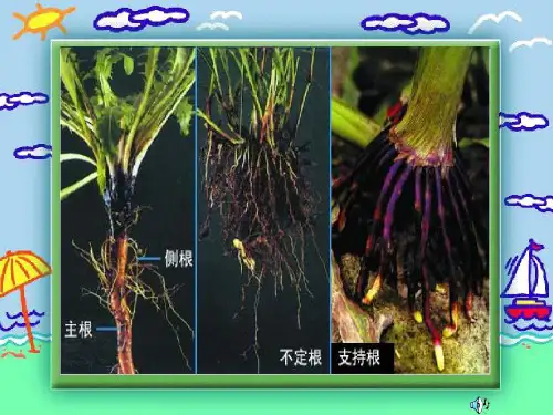 《叶的形态结构和功能 》共66页