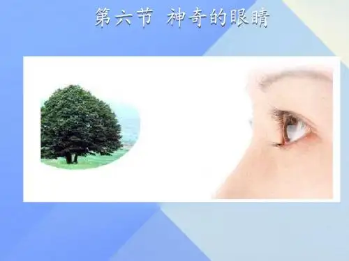 4.6神奇的眼睛ppt课件(沪科版)