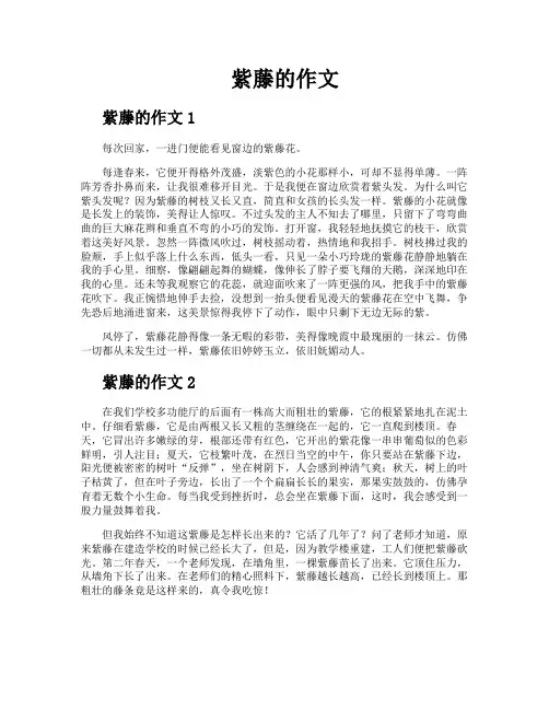 紫藤的作文