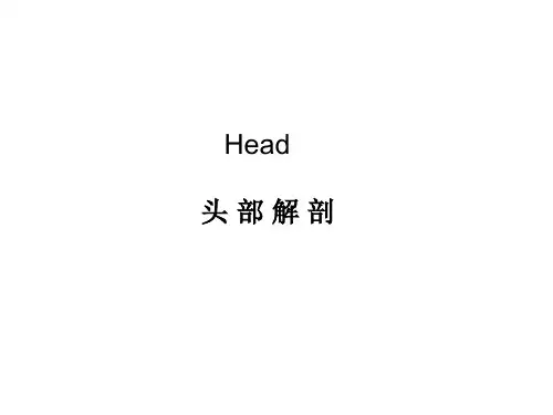 头部解剖
