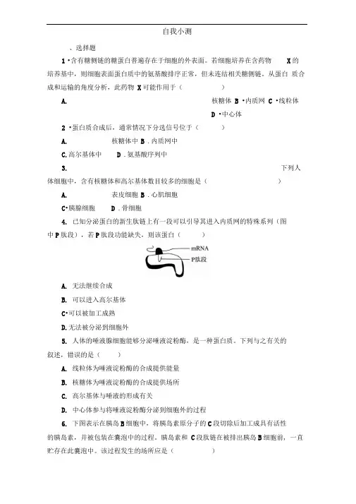 中图版必修1蛋白质的合成与运输作业