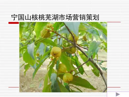 宁国山核桃营销策划19页PPT
