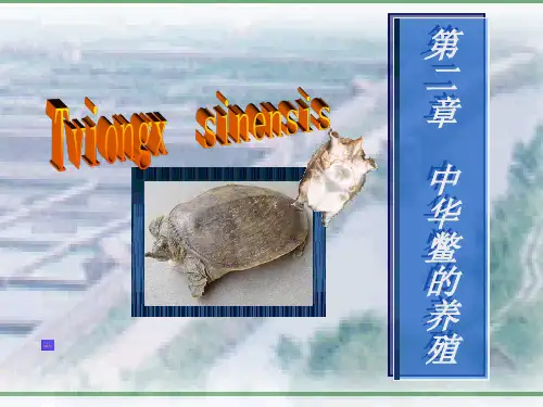 2 中华鳖的养殖精品PPT课件