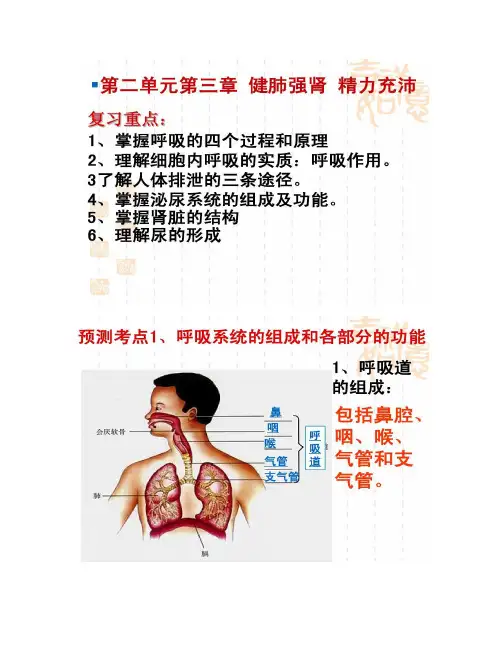 七下第二单元第三章健肺强肾精力充沛复习讲解