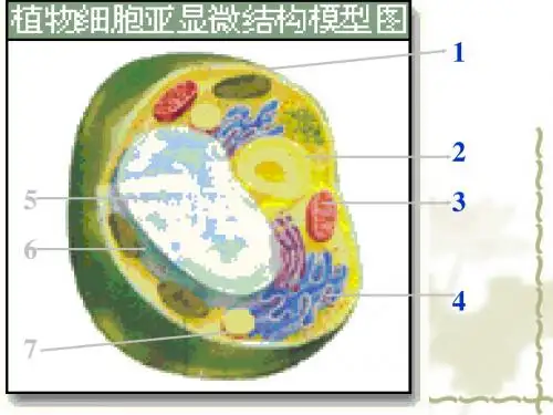 细胞质