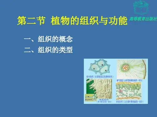 植物的组织与器官