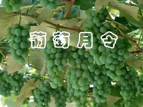 葡萄月令课件