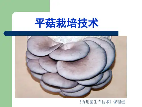 平菇栽培技术ppt