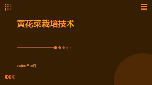 黄花菜栽培技术