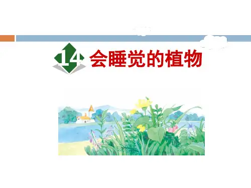 《会睡觉的植物》精美版课件