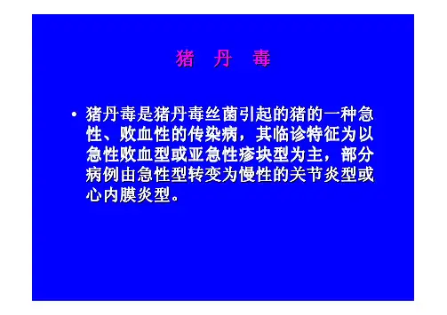 猪 丹 毒