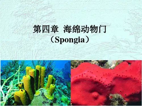 6-海绵动物门汇总