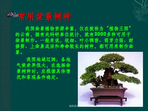 常用盆景树种