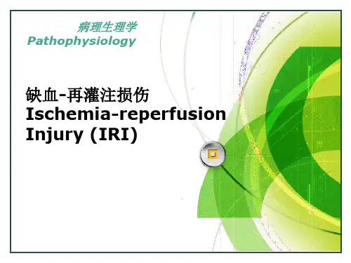 病理生理学课件:IRI 缺血-再灌注损伤