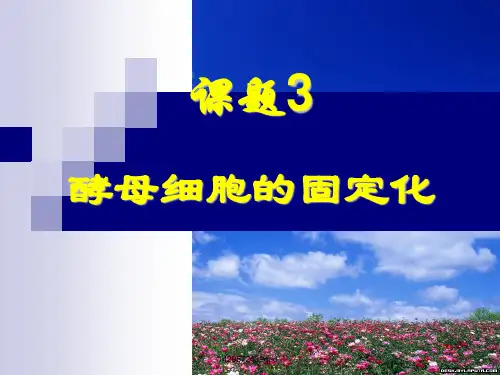 酵母细胞的固定化(原创,上课用)