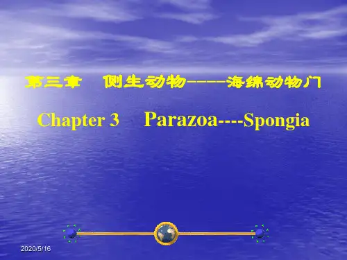 4-海绵动物门