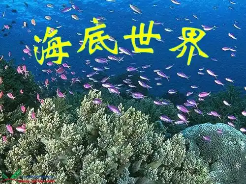 海底世界 - PPT