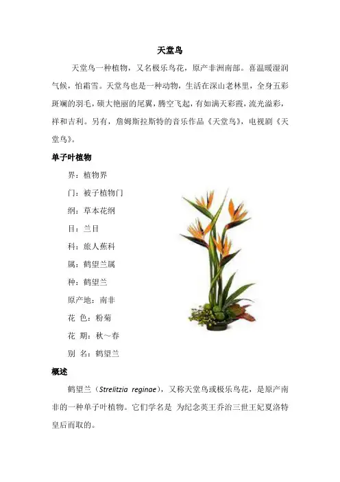 天堂鸟