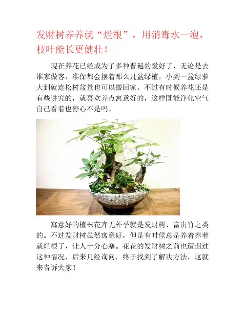 发财树养养就“烂根”,用消毒水一泡,枝叶能长更健壮!-养花技巧