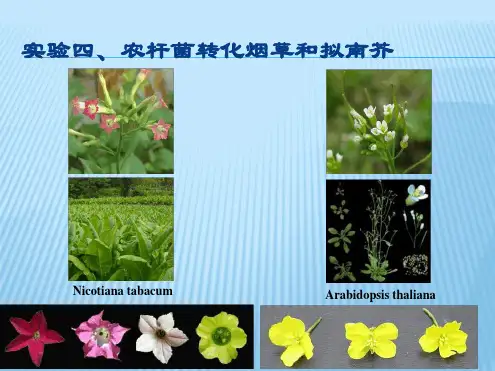 实验四农杆菌转化烟草和拟南芥